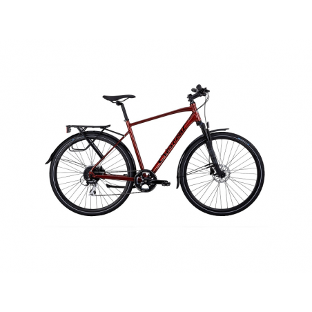 Crescent Starren, 16-vxl, 53 cm, Roströd,